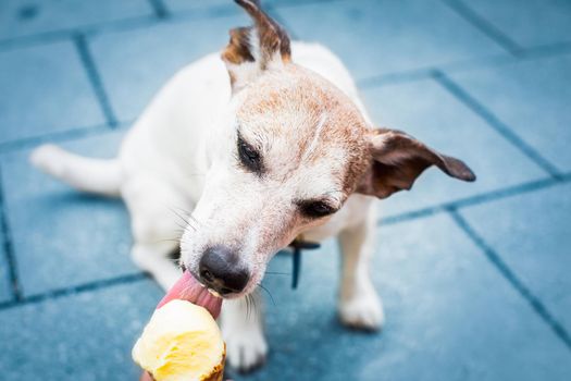 dog  summer vacation   licking ice cream 