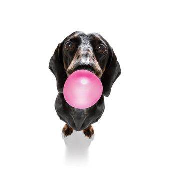 dog chewing bubble gum