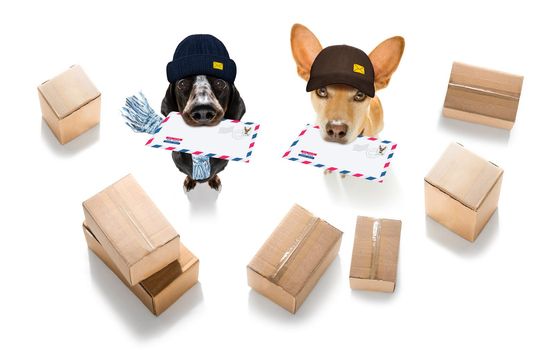dog mail deliver   postal post man 