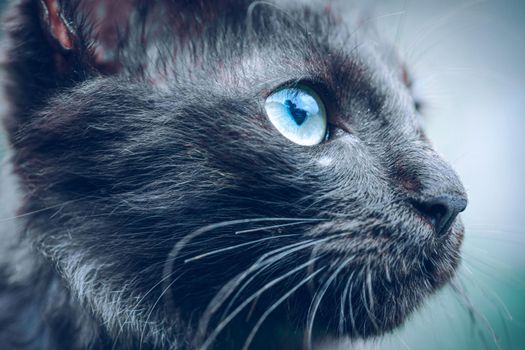 Dark ferocious looking face, looking up cats eye macro close up photograph, blue eyes long hair and dark black skin.