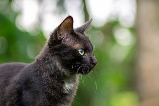 The dark furry Young cat stares forward intensely, soft out of focus green background.