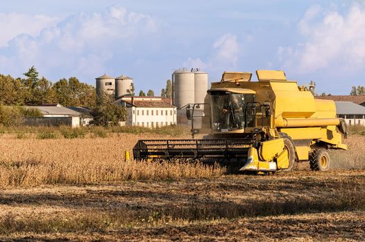 Harvesting of soybean field with combine harvester.