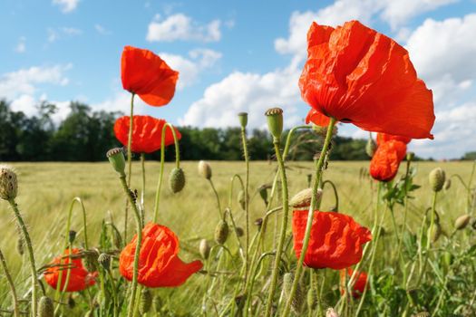 Red poppies in bloom on a field, blue sky, sun rays, bright