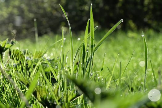 Close-up of meadow grasses with water drops in the morning sun