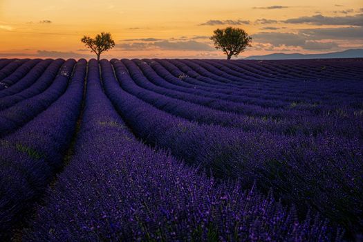 Provence, Lavender field at sunset, Valensole Plateau Provence France blooming lavender fields