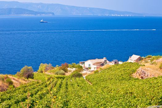 Vineyards by the sea on Brac island view