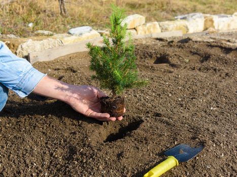 Hand plants in the hole plants a fir-tree seedling in the soil