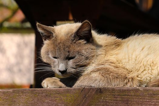 A domestic gray cat lies on a bench basking in the sun.