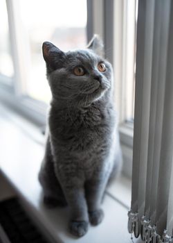 Blue British Shorthair cat sitting on a window sill