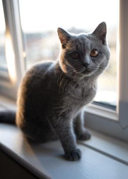 Blue British Shorthair cat sitting on a window sill