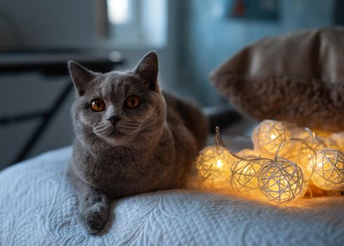 British Shorthair cat on the sofa with light