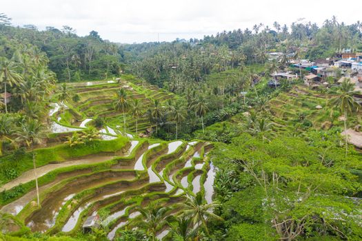 Aerial view of terraced rice fields near village in rainforest in Bali, Indonesia Lush green paddy field plantations with water on hill in the jungle