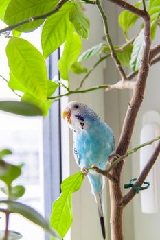 A beautiful blue budgie sits without a cage on a house plant. Tropical birds at home. 