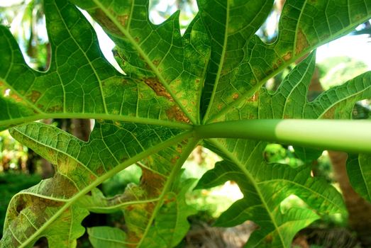 Papaya plant virus.Nguyen papaya leaves dry with disease.