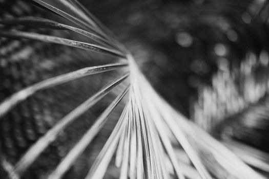 close up black and white photography of palm leaf