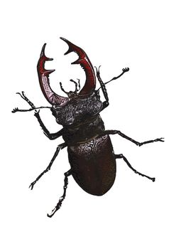 Stag beetle vector illustration