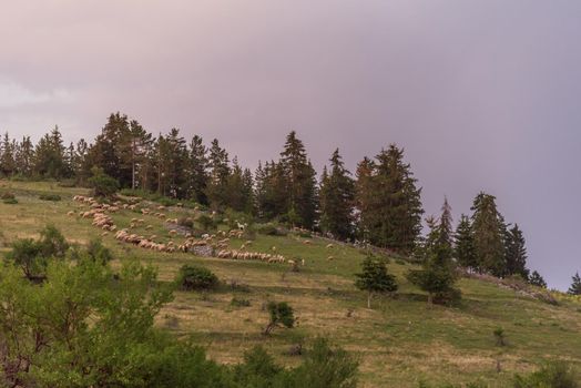 beautiful irish mountain landscape in spring with sheep