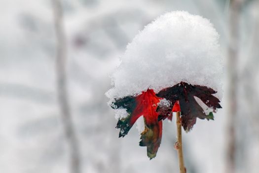 blackcurrant branch in winter with a snow cap
