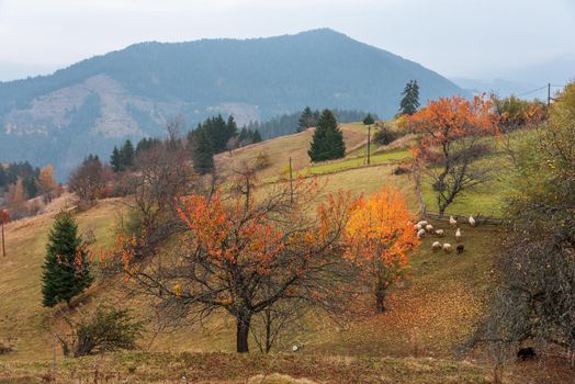 Flock of sheep in autumn nature.