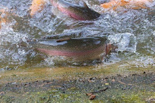 Golden, rainbow trout in the fish farm splashing in the water.