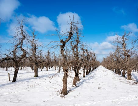 rows of fruit trees in orchard with snow under blue sky during winter in holland