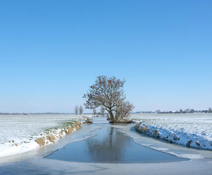 meadow landscape covered in snow with tree and frozen canal in holland