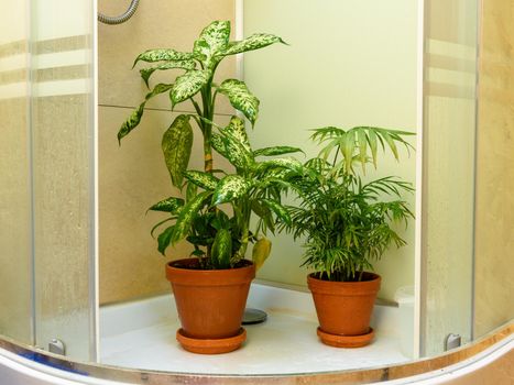 Indoor flowers stand in a shower stall after washing from leaves from dust
