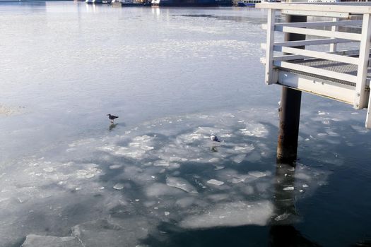 Seagulls on the frozen water at the port of Kiel in Germany