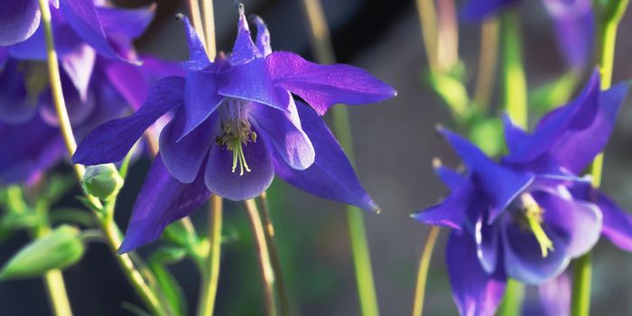 Perennial herb Aquilegia vulgaris with blue flowers on blurred background