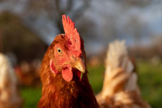 close up of a brown hen on an organic free range chicken farm, Germany