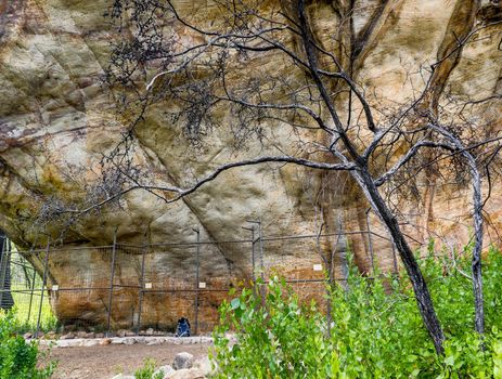 protected cave with a fence for Ancient Aboriginal Art: hand prints, animal herds, spiral, Grampians, australia