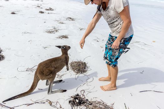 caucasian man pets a beautiful Kangaroo at Lucky Bay Beach in the Cape Le Grand National Park near Esperance, Australia.