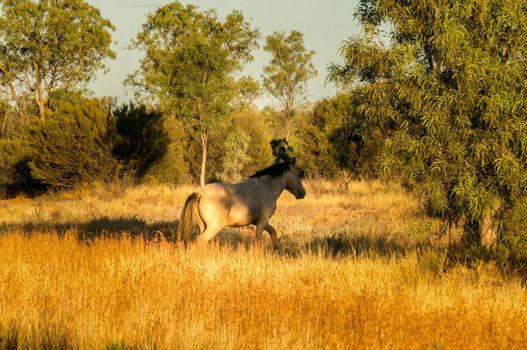 wild horse in the MacDonnell Range at sunset, australia