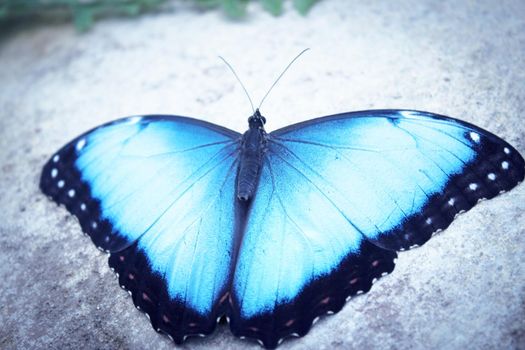 Morpho peleides butterfly on a rock with open wings