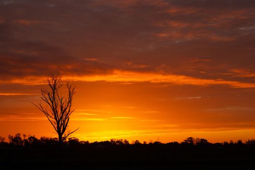 once in a lifetime sunset in Australia with silhouettes of trees, Cobram, Victoria