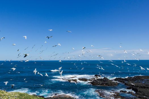 hundrets of flying gulls at The Nobbies , Philip Island, Victoria, Australia