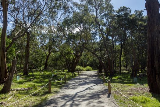 Eucalyptus tree tunnel, Koloa Park, Philip Island, Austrlia