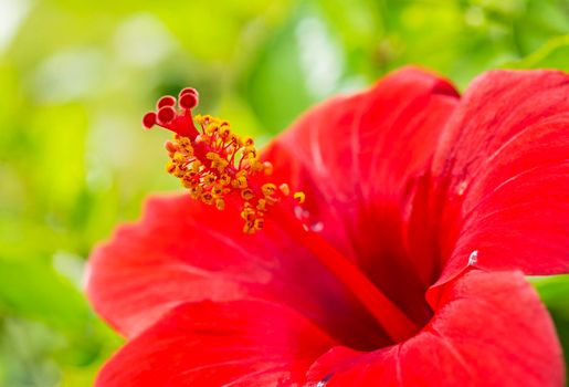 Closeup of a hibiscus rosa sinensis red flower