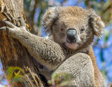 Koala in a tree, Raymond Island, Australia