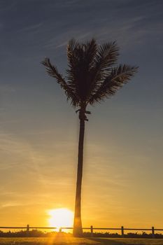 silhouette of palm trees in Broome, Western Australia