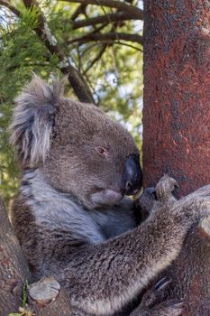 Wild Koala at Mt. Lofty Walk, South Austrlia, Australia