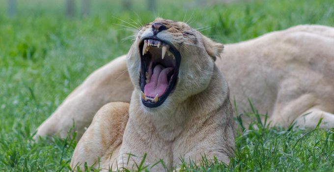 Female lion yawning in an Zoo, Australia