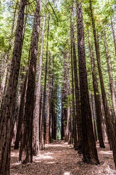 Rows of trees in Redwood Forest are a tourist icon for nature lovers and photography. Redwoods were planted in Warburton in the Yarra Valley in the 1930s. Melbourne, Australia