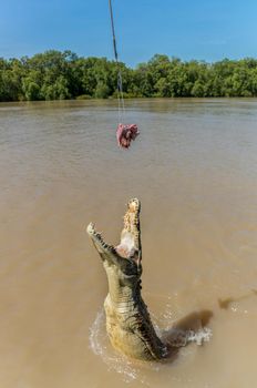 Jumping saltwater crocodile in Kakadu National Park in Australia's Northern Territory.