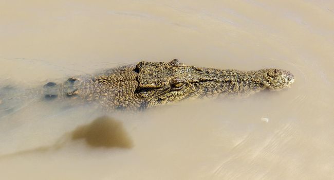 saltwater crocodile in Kakadu National Park in Australia's Northern Territory.