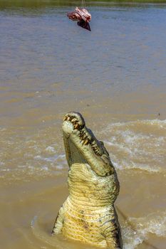 Jumping saltwater crocodile in Kakadu National Park in Australia's Northern Territory.