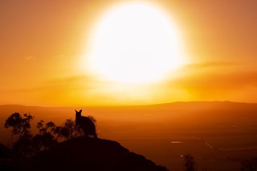 Silhouette of a kangaroo on a rock with a beautiful sunset in the background. The animal looks towards the camera. This picture was taken on a hill. Queensland