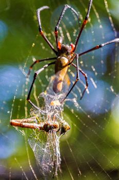 A large northern golden orb weaver or giant golden orb weaver spider is eating his prey. Nephila pilipes typically found in Asia and Australia, kakadu national park