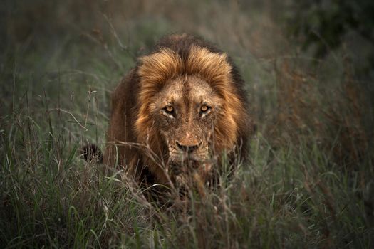 Wild Lion Portrait
