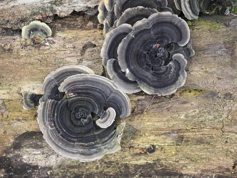 Polypores bracket fungi